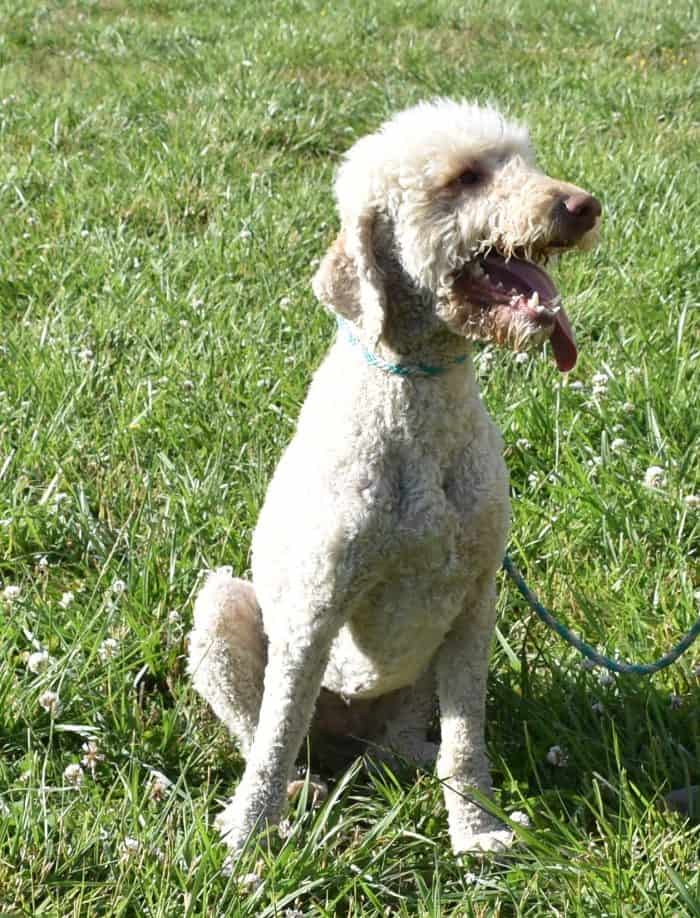 Goldendoodle dog enjoying outdoor play at Hummingbird Hill Farms.