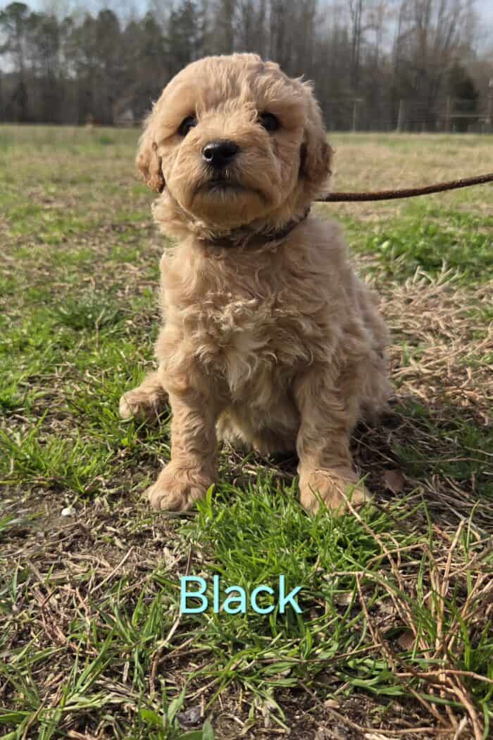 Adorable golden doodle puppy sitting outdoors on grassy field at Hummingbird Hill Farms.