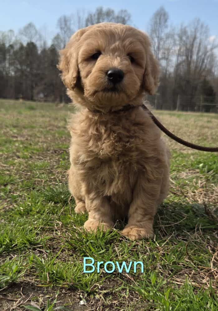 Adorable brown Golden Doodle puppy sitting outdoors on grass.