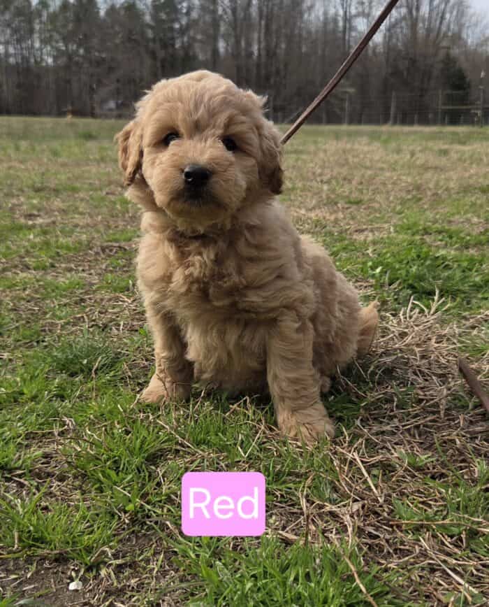 Golden Doodle puppy sitting on grass at Hummingbird Hill Farms, showcasing adorable, curly-coated pu.