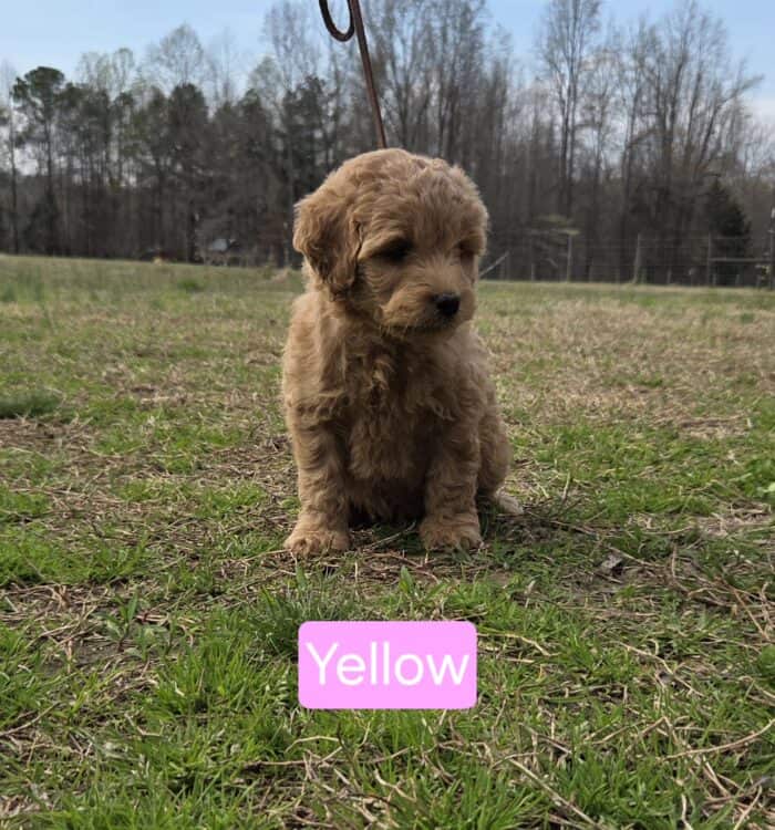 Adorable yellow Goldendoodle puppy sitting outdoors on grass.